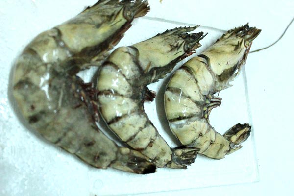 Black Tiger Shrimps HOSO (Panaeus Monodom)
