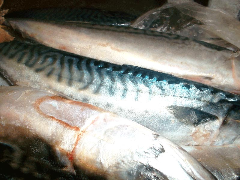 Frozen Atlantic Mackerel(Scomber Scombrus)