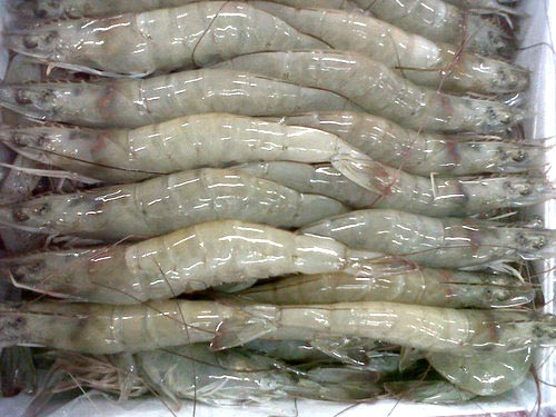 Frozen Vannamei Shrimps, prawns, HOSO , PD, HLSO, white shrimps, black shrimps, etc
