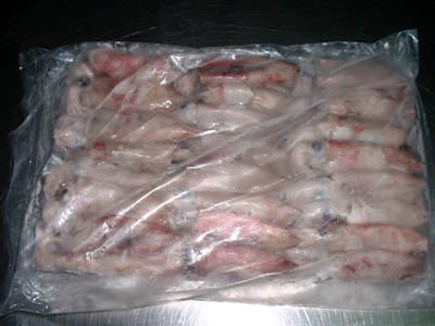 Fresh loligo squid, illex squid, baby squid, squid rings, squid tubes, frozen squid