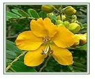 Senna Flower