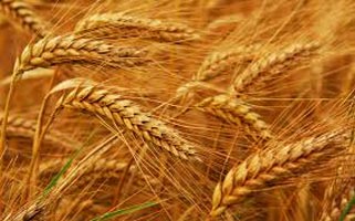 Wheat Seeds, for Roti, Chapati