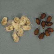 cotton seeds