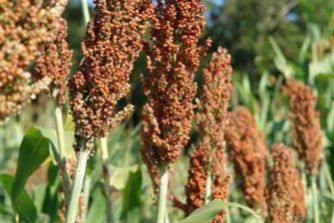 sorghum