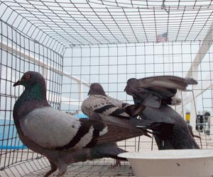 Pigeons Control Services