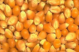 Yellow maize