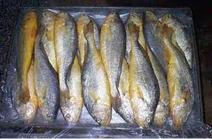 frozen croaker fish