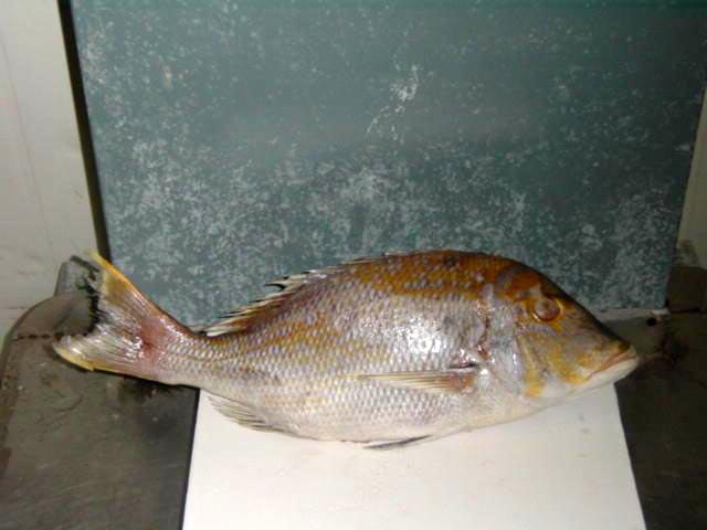 Frozen Emperor Fish