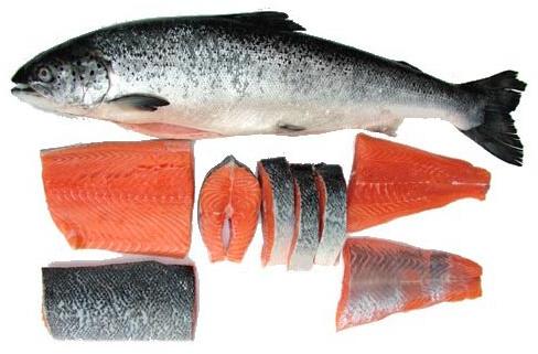 Frozen Indian Salmon Fish