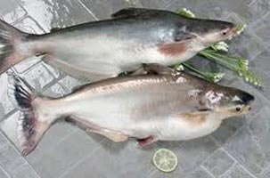 Frozen Pangasius Fish
