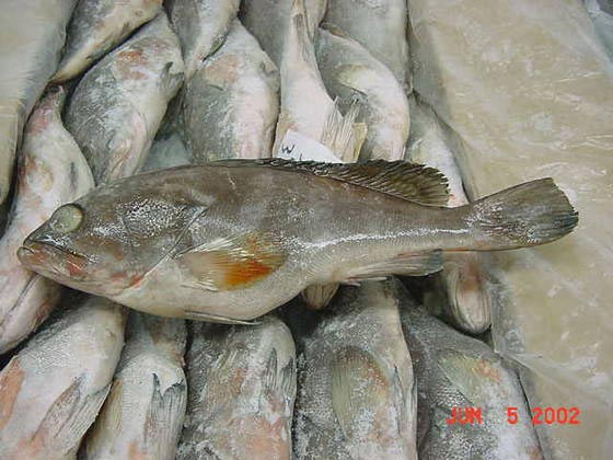 Frozen Reef Cod Fish