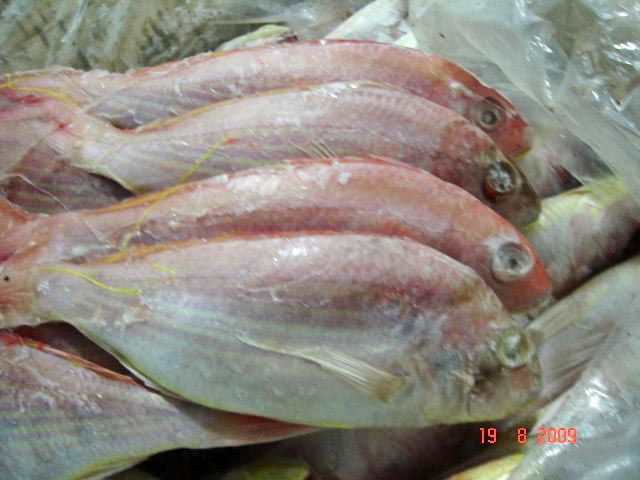 Frozen Threadfin Bream Fish