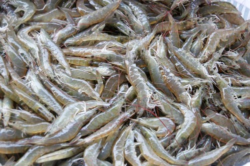 Frozen Vannamei Shrimp