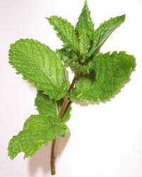 spearmint oil extract