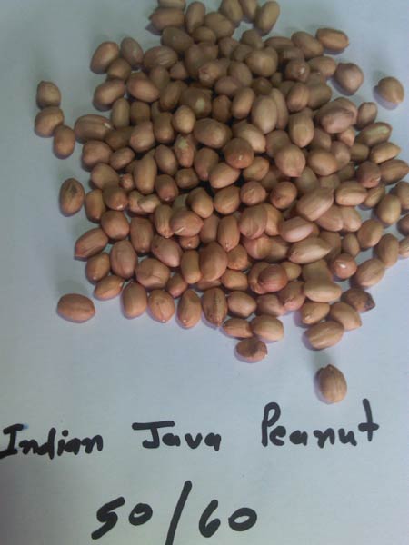 Peanut (java 50/60)