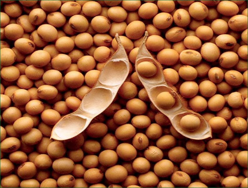 Organic soybean seeds, for Beverage Drinks, Cooking, Flour, Feature : High Nutritional Value, Low In Saturated Fat