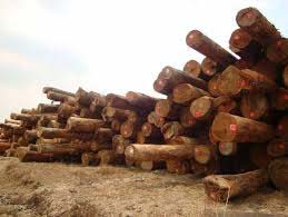 Grinded Timber Logs, for Industrial Use, Making Furniture, Length : 0-5Ft, 10-15Ft, 5-10Ft