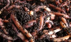 Earthworms