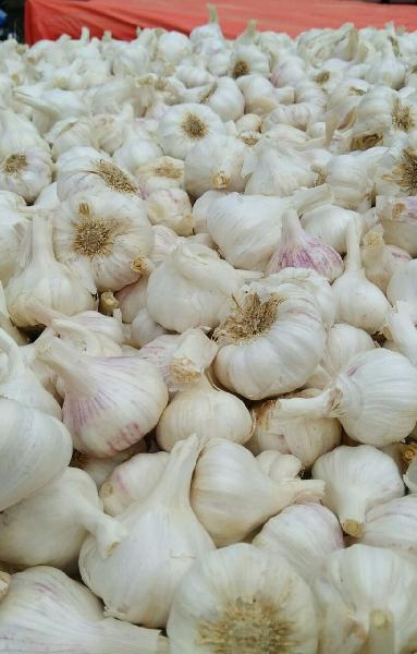 Garlic, Size : 40+, mixed, 50+
