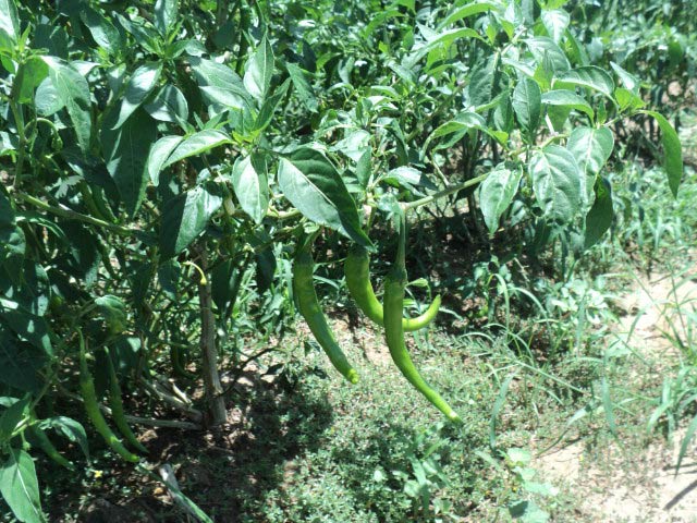 green chilies