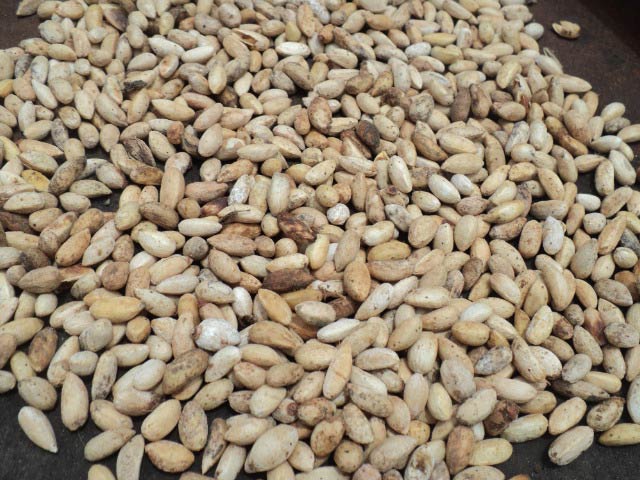 neem seeds