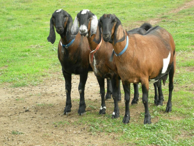 Anglo Nubian Goat Buy anglo nubian goat Budapest Hungary from Trgm Kft.
