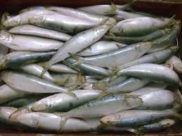 Fresh Sardine Frozen Fish