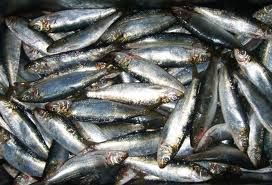 Frozen Sardine Fish