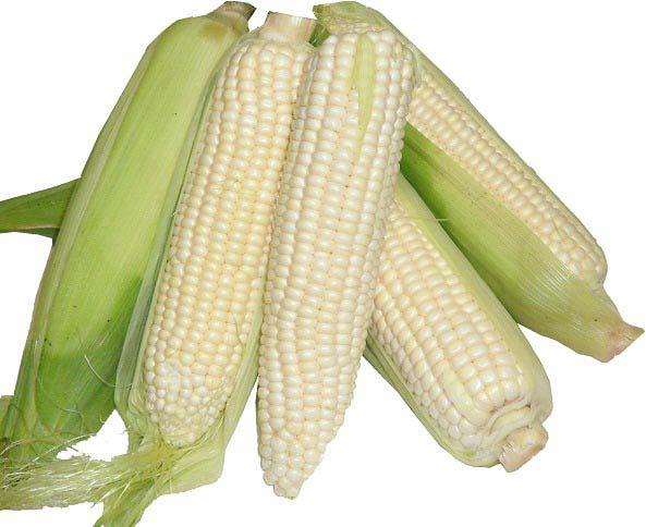 White Corn, Packaging Type : Packet, PP Bag