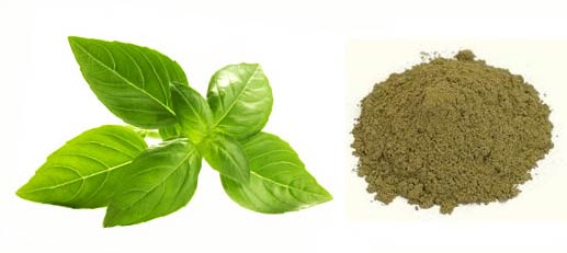 Tulsi Powder (basil Leaves Powder/ Ocimum Sanctum)
