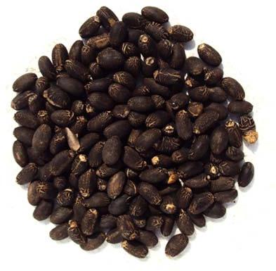 jatropha seeds