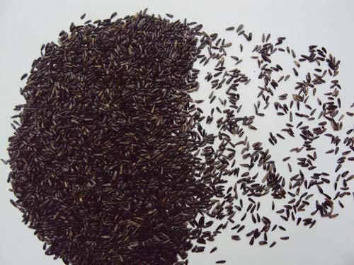 Niger Seeds, Purity : 99%