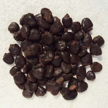 Semecarpus Anacardium (herb), Color : Brown