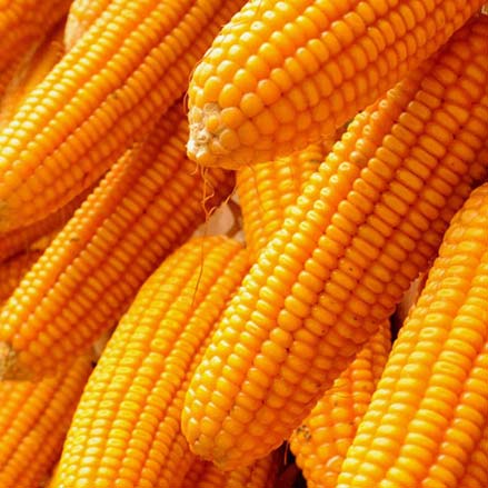 yellow maize corn