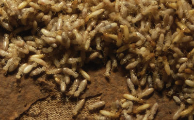 Anti Termite Treatment Service
