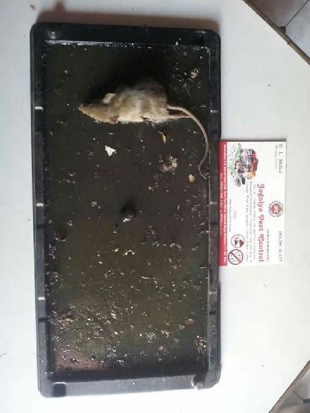 Rat control service