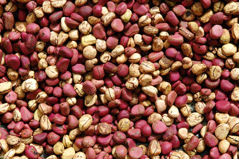 Cola Nut, Bitter Cola