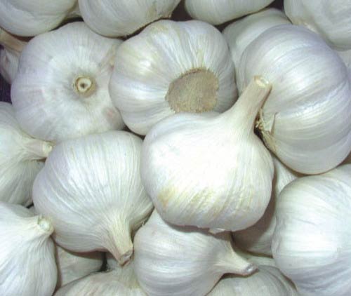 fresh garlic