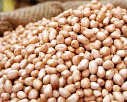 Groundnut Kernel