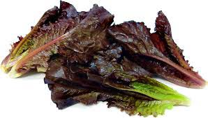 Fresh Red Lettuce