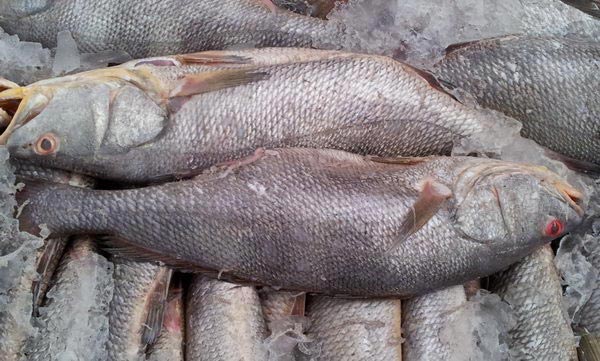 Frozen Ghol Fish
