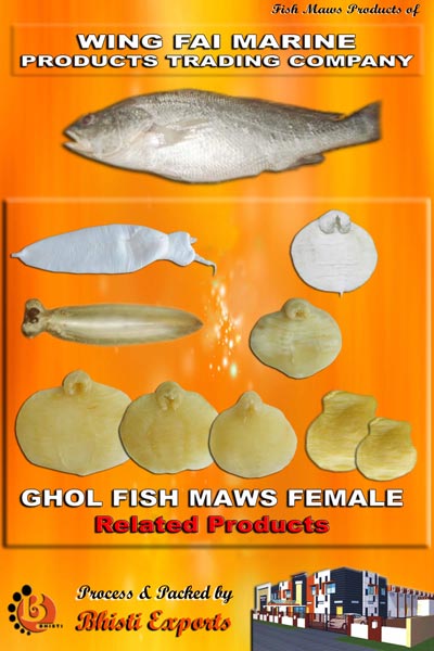Ghol Fish Maws (Female)