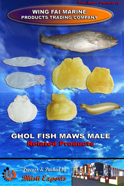 Ghol Fish Maws (Male)