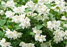 Fresh Jasmine Flower