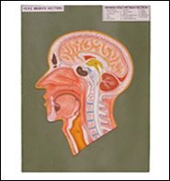 HUMAN HEAD MEDIAN SECTION