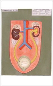 HUMAN URINARY SYSTEM
