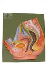 Male Reproductive System