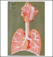 respiratory system