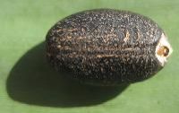 Jatropha Seed