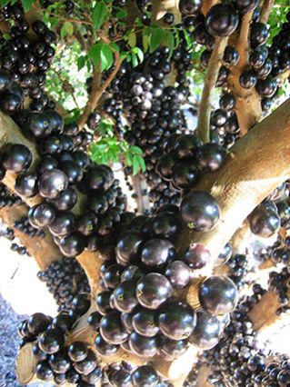 Jabuticaba Powder, Juice Extract, Juice Concentrate